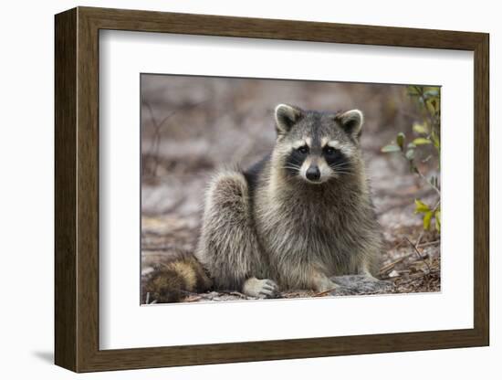 Raccoon, Procyon Lotor, Florida, USA-Maresa Pryor-Framed Photographic Print