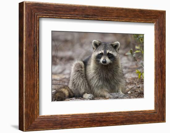 Raccoon, Procyon Lotor, Florida, USA-Maresa Pryor-Framed Photographic Print