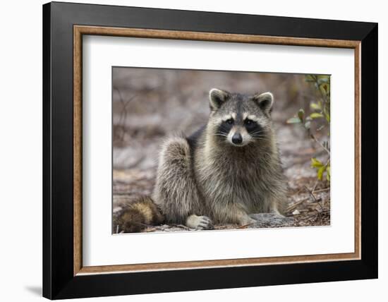 Raccoon, Procyon Lotor, Florida, USA-Maresa Pryor-Framed Photographic Print