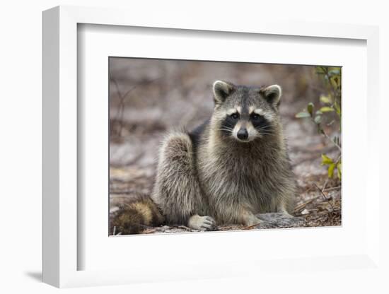 Raccoon, Procyon Lotor, Florida, USA-Maresa Pryor-Framed Photographic Print