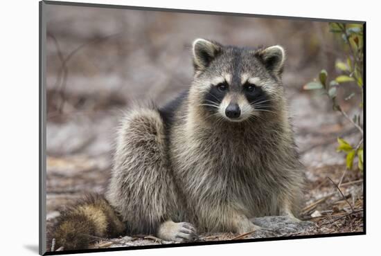 Raccoon, Procyon Lotor, Florida, USA-Maresa Pryor-Mounted Photographic Print