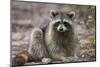 Raccoon, Procyon Lotor, Florida, USA-Maresa Pryor-Mounted Photographic Print