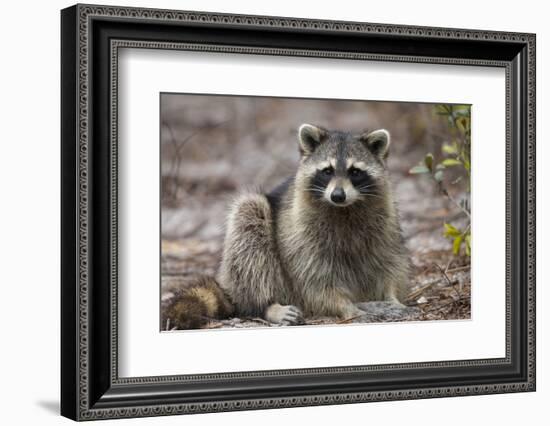 Raccoon, Procyon Lotor, Florida, USA-Maresa Pryor-Framed Photographic Print