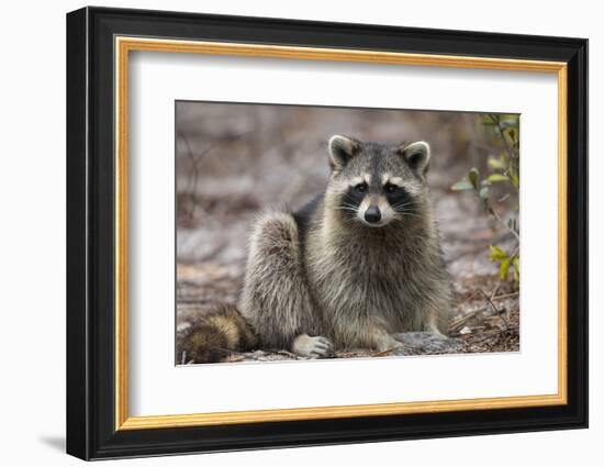 Raccoon, Procyon Lotor, Florida, USA-Maresa Pryor-Framed Photographic Print