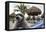 Raccoon (Procyon Lotor) Foraging On Beach For Food Left Behind By Tourists-Sam Hobson-Framed Premier Image Canvas