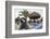 Raccoon (Procyon Lotor) Foraging On Beach For Food Left Behind By Tourists-Sam Hobson-Framed Photographic Print