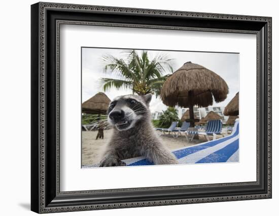 Raccoon (Procyon Lotor) Foraging On Beach For Food Left Behind By Tourists-Sam Hobson-Framed Photographic Print