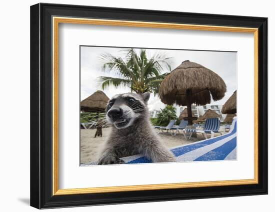 Raccoon (Procyon Lotor) Foraging On Beach For Food Left Behind By Tourists-Sam Hobson-Framed Photographic Print