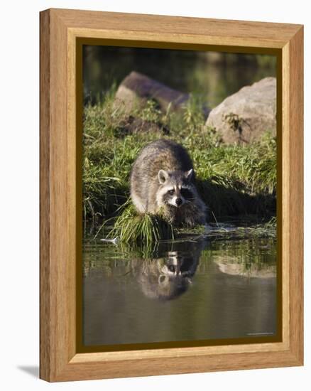 Raccoon (Racoon) (Procyon Lotor) at Waters Edge with Reflection, in Captivity, Minnesota, USA-James Hager-Framed Premier Image Canvas