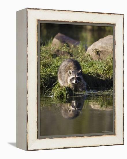 Raccoon (Racoon) (Procyon Lotor) at Waters Edge with Reflection, in Captivity, Minnesota, USA-James Hager-Framed Premier Image Canvas