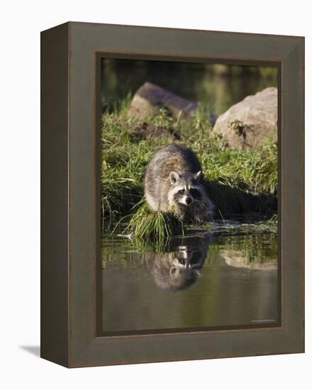 Raccoon (Racoon) (Procyon Lotor) at Waters Edge with Reflection, in Captivity, Minnesota, USA-James Hager-Framed Premier Image Canvas