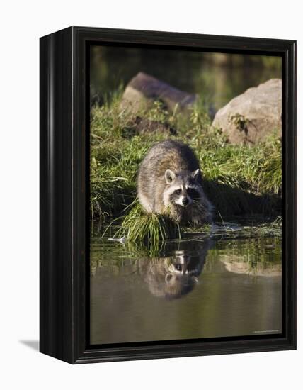 Raccoon (Racoon) (Procyon Lotor) at Waters Edge with Reflection, in Captivity, Minnesota, USA-James Hager-Framed Premier Image Canvas