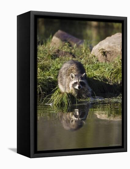 Raccoon (Racoon) (Procyon Lotor) at Waters Edge with Reflection, in Captivity, Minnesota, USA-James Hager-Framed Premier Image Canvas