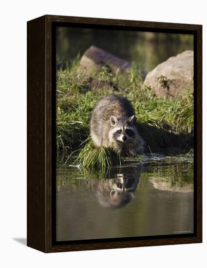 Raccoon (Racoon) (Procyon Lotor) at Waters Edge with Reflection, in Captivity, Minnesota, USA-James Hager-Framed Premier Image Canvas