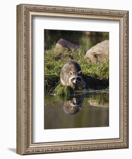 Raccoon (Racoon) (Procyon Lotor) at Waters Edge with Reflection, in Captivity, Minnesota, USA-James Hager-Framed Photographic Print