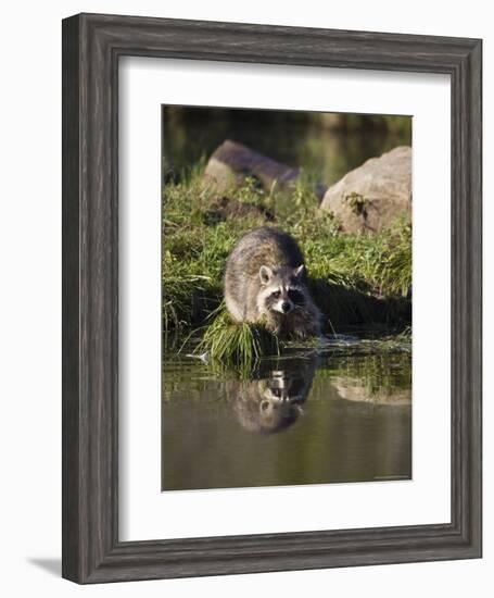 Raccoon (Racoon) (Procyon Lotor) at Waters Edge with Reflection, in Captivity, Minnesota, USA-James Hager-Framed Photographic Print