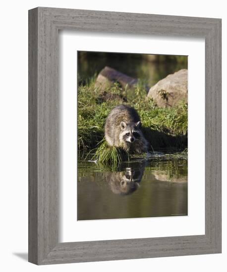 Raccoon (Racoon) (Procyon Lotor) at Waters Edge with Reflection, in Captivity, Minnesota, USA-James Hager-Framed Photographic Print