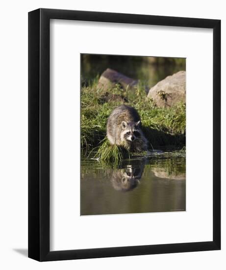 Raccoon (Racoon) (Procyon Lotor) at Waters Edge with Reflection, in Captivity, Minnesota, USA-James Hager-Framed Photographic Print