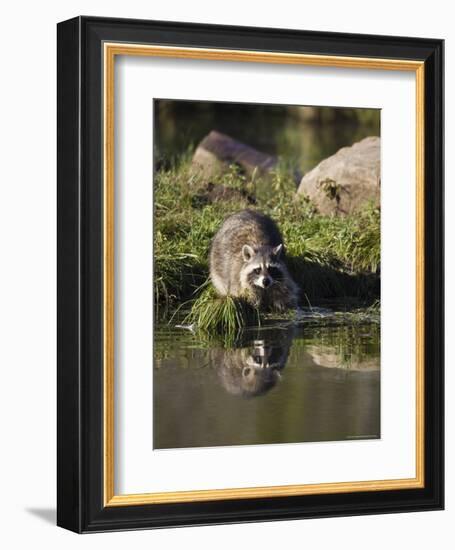 Raccoon (Racoon) (Procyon Lotor) at Waters Edge with Reflection, in Captivity, Minnesota, USA-James Hager-Framed Photographic Print