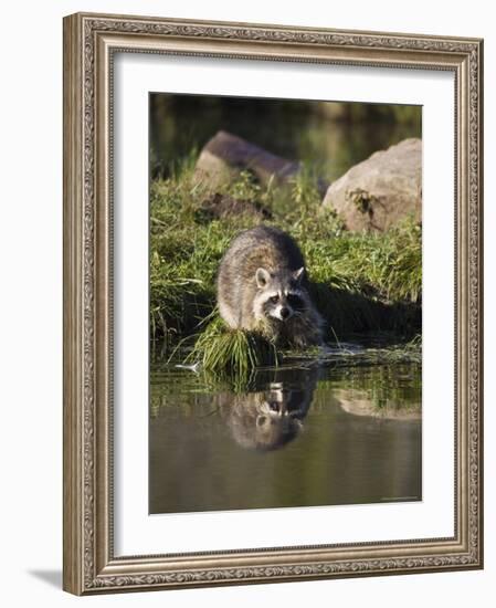 Raccoon (Racoon) (Procyon Lotor) at Waters Edge with Reflection, in Captivity, Minnesota, USA-James Hager-Framed Photographic Print