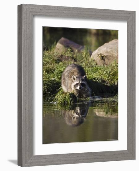 Raccoon (Racoon) (Procyon Lotor) at Waters Edge with Reflection, in Captivity, Minnesota, USA-James Hager-Framed Photographic Print