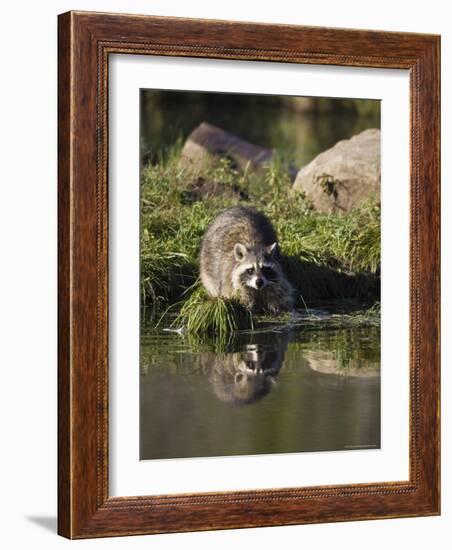 Raccoon (Racoon) (Procyon Lotor) at Waters Edge with Reflection, in Captivity, Minnesota, USA-James Hager-Framed Photographic Print