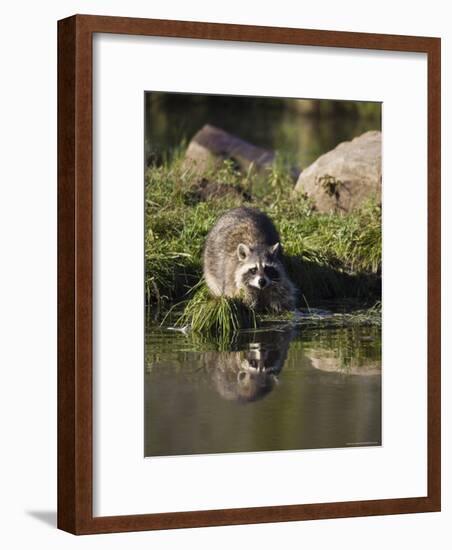 Raccoon (Racoon) (Procyon Lotor) at Waters Edge with Reflection, in Captivity, Minnesota, USA-James Hager-Framed Photographic Print