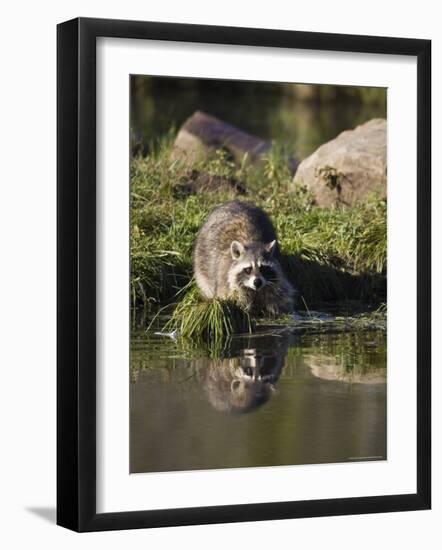 Raccoon (Racoon) (Procyon Lotor) at Waters Edge with Reflection, in Captivity, Minnesota, USA-James Hager-Framed Photographic Print