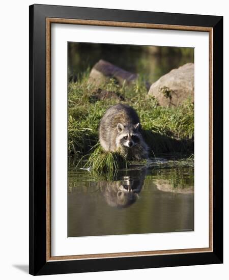 Raccoon (Racoon) (Procyon Lotor) at Waters Edge with Reflection, in Captivity, Minnesota, USA-James Hager-Framed Photographic Print