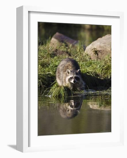 Raccoon (Racoon) (Procyon Lotor) at Waters Edge with Reflection, in Captivity, Minnesota, USA-James Hager-Framed Photographic Print