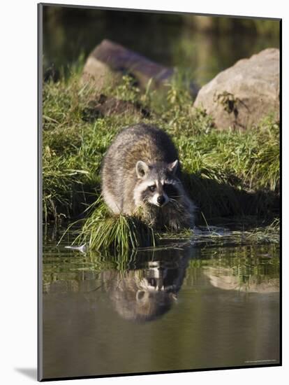 Raccoon (Racoon) (Procyon Lotor) at Waters Edge with Reflection, in Captivity, Minnesota, USA-James Hager-Mounted Photographic Print