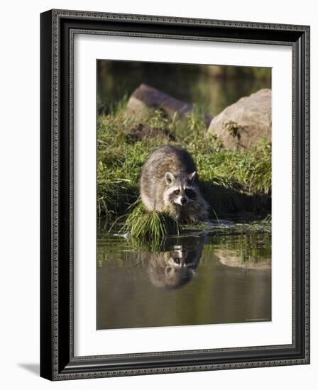 Raccoon (Racoon) (Procyon Lotor) at Waters Edge with Reflection, in Captivity, Minnesota, USA-James Hager-Framed Photographic Print