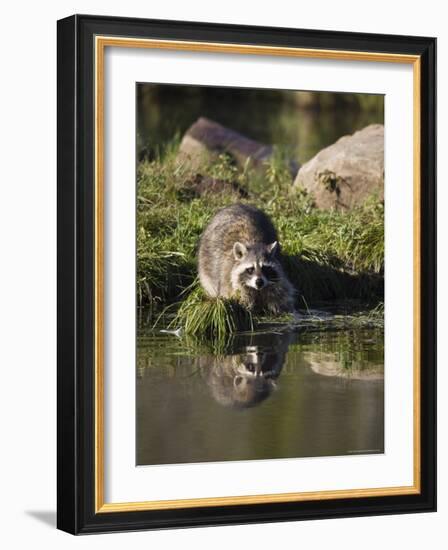 Raccoon (Racoon) (Procyon Lotor) at Waters Edge with Reflection, in Captivity, Minnesota, USA-James Hager-Framed Photographic Print