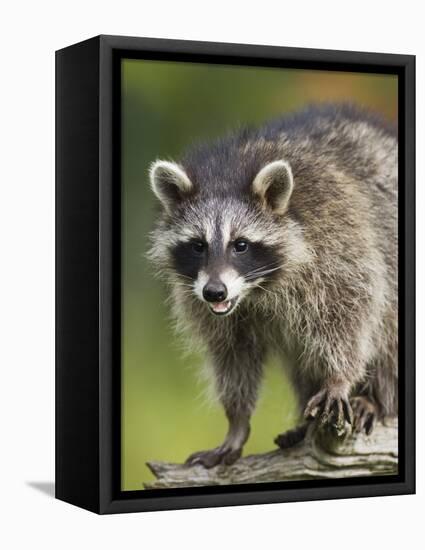 Raccoon (Racoon) (Procyon Lotor), in Captivity, Minnesota Wildlife Connection, Minnesota, USA-James Hager-Framed Premier Image Canvas