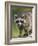 Raccoon (Racoon) (Procyon Lotor), in Captivity, Minnesota Wildlife Connection, Minnesota, USA-James Hager-Framed Photographic Print