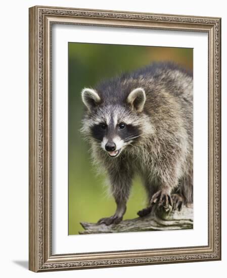 Raccoon (Racoon) (Procyon Lotor), in Captivity, Minnesota Wildlife Connection, Minnesota, USA-James Hager-Framed Photographic Print