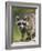 Raccoon (Racoon) (Procyon Lotor), in Captivity, Minnesota Wildlife Connection, Minnesota, USA-James Hager-Framed Photographic Print