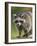 Raccoon (Racoon) (Procyon Lotor), in Captivity, Minnesota Wildlife Connection, Minnesota, USA-James Hager-Framed Photographic Print