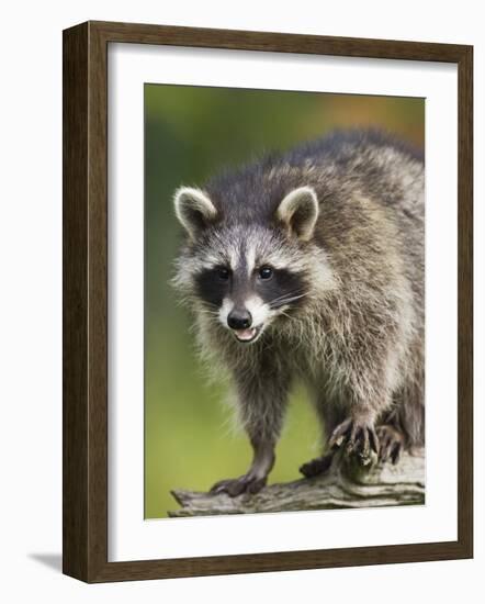 Raccoon (Racoon) (Procyon Lotor), in Captivity, Minnesota Wildlife Connection, Minnesota, USA-James Hager-Framed Photographic Print