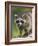 Raccoon (Racoon) (Procyon Lotor), in Captivity, Minnesota Wildlife Connection, Minnesota, USA-James Hager-Framed Photographic Print