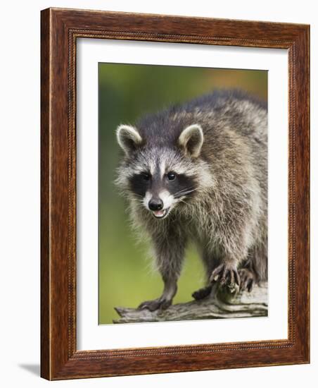 Raccoon (Racoon) (Procyon Lotor), in Captivity, Minnesota Wildlife Connection, Minnesota, USA-James Hager-Framed Photographic Print