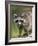 Raccoon (Racoon) (Procyon Lotor), in Captivity, Minnesota Wildlife Connection, Minnesota, USA-James Hager-Framed Photographic Print