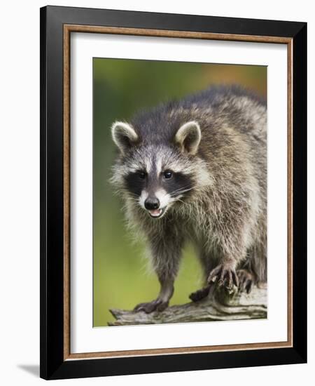 Raccoon (Racoon) (Procyon Lotor), in Captivity, Minnesota Wildlife Connection, Minnesota, USA-James Hager-Framed Photographic Print