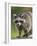 Raccoon (Racoon) (Procyon Lotor), in Captivity, Minnesota Wildlife Connection, Minnesota, USA-James Hager-Framed Photographic Print