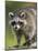 Raccoon (Racoon) (Procyon Lotor), in Captivity, Minnesota Wildlife Connection, Minnesota, USA-James Hager-Mounted Photographic Print