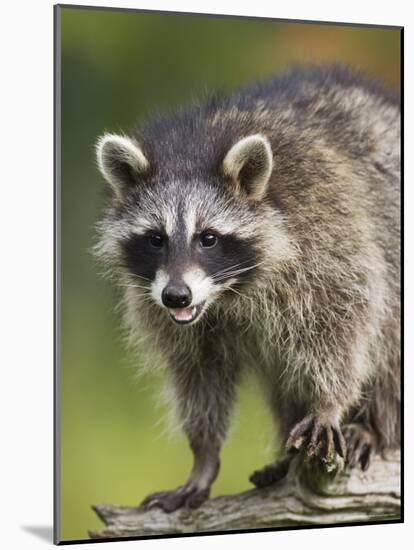 Raccoon (Racoon) (Procyon Lotor), in Captivity, Minnesota Wildlife Connection, Minnesota, USA-James Hager-Mounted Photographic Print