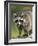 Raccoon (Racoon) (Procyon Lotor), in Captivity, Minnesota Wildlife Connection, Minnesota, USA-James Hager-Framed Photographic Print