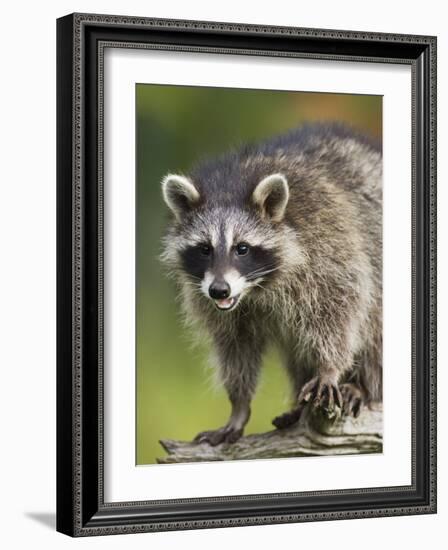 Raccoon (Racoon) (Procyon Lotor), in Captivity, Minnesota Wildlife Connection, Minnesota, USA-James Hager-Framed Photographic Print