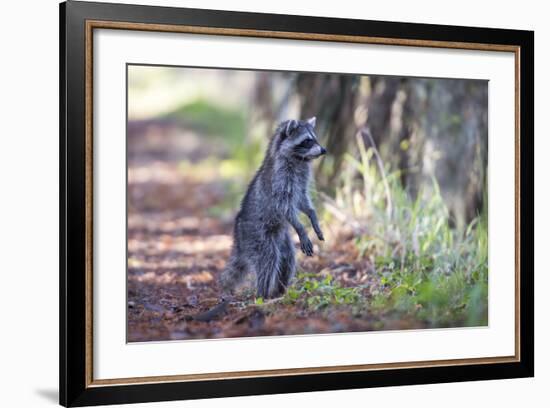 Raccoon Standing on Hind Legs Intently Looking-Sheila Haddad-Framed Photographic Print