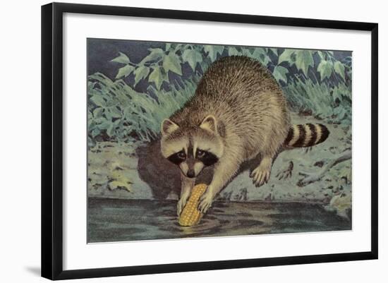 Raccoon Washing Corn-null-Framed Art Print